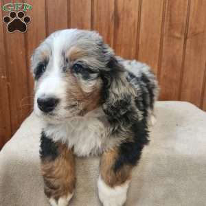 Moore, Bernedoodle Puppy